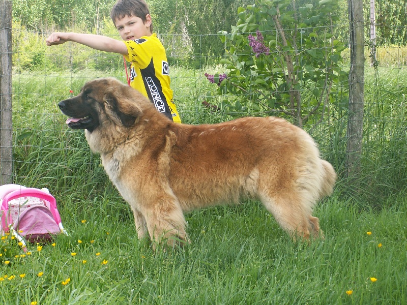 Betty du Sphinx des lauriers roses