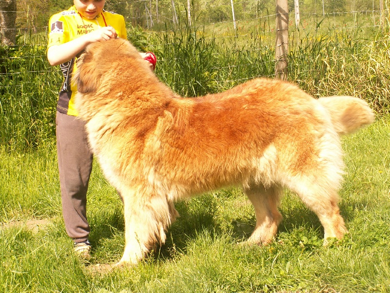 Betty du Sphinx des lauriers roses