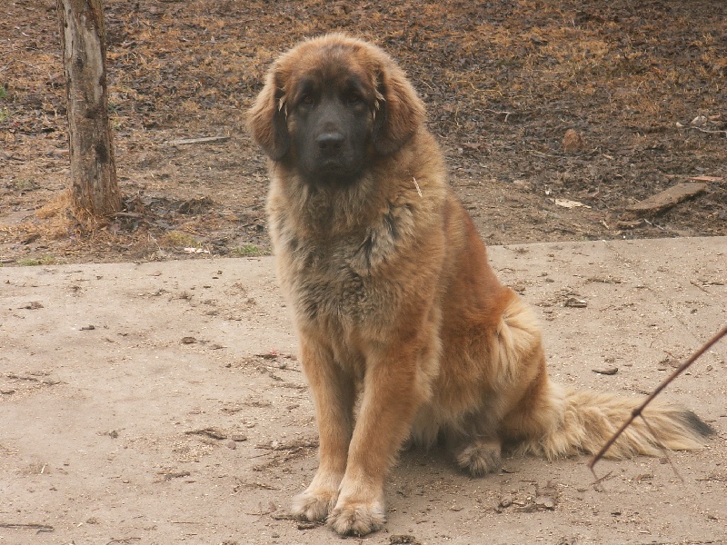 Betty du Sphinx des lauriers roses