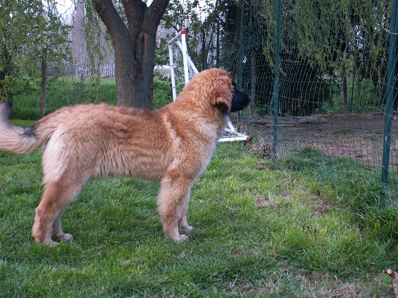 Betty du Sphinx des lauriers roses