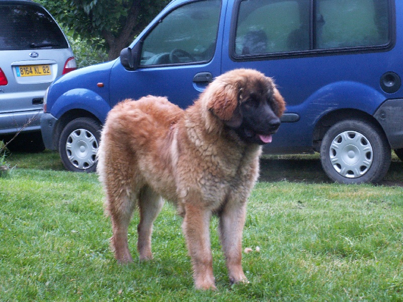 Betty du Sphinx des lauriers roses